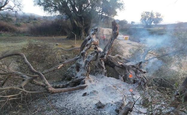 Desazón en San Esteban de la Sierra por la quema intencionada de un olivo centenario