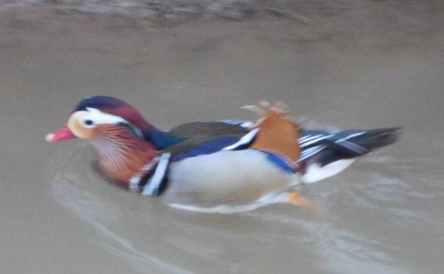 Avistan un pato mandarín en el canal del Duero