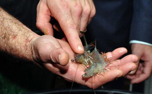 Noray SeaFood invertirá tres millones en su planta de langostinos de Medina