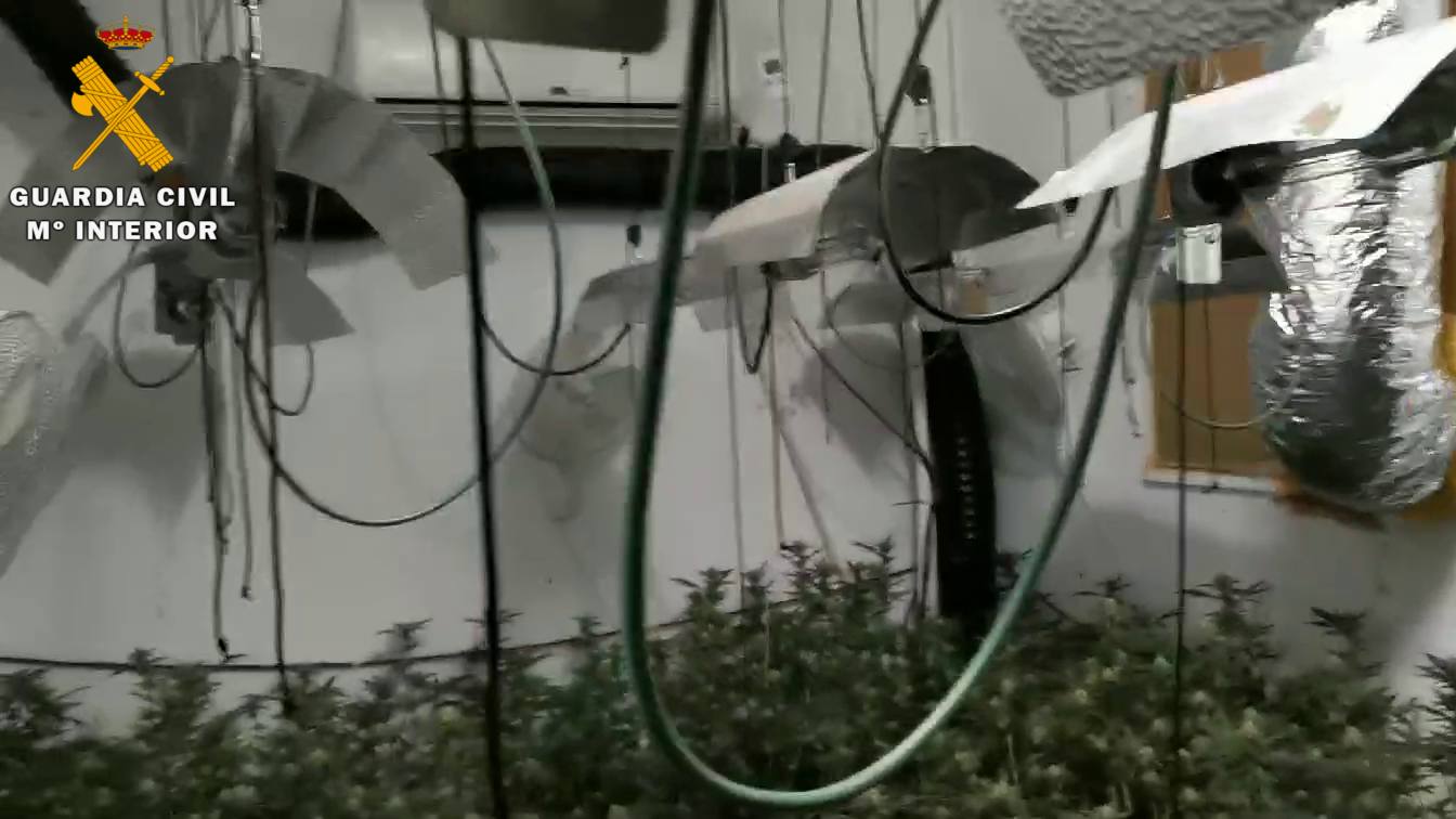 Tres detenidos en Fresno de Cantespino al descubrirse un laboratorio de marihuana con 360 plantas