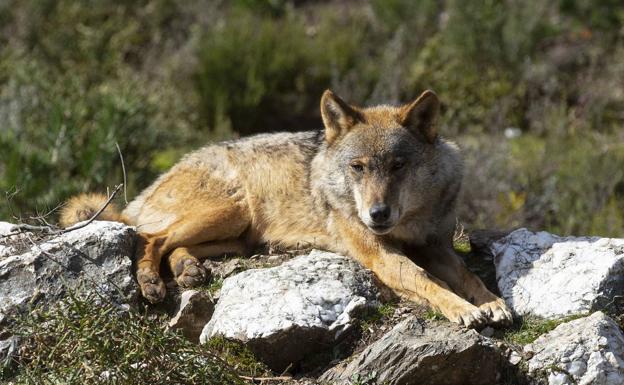 El lobo deja de ser especie cinegética y no podrá abatirse en toda la península
