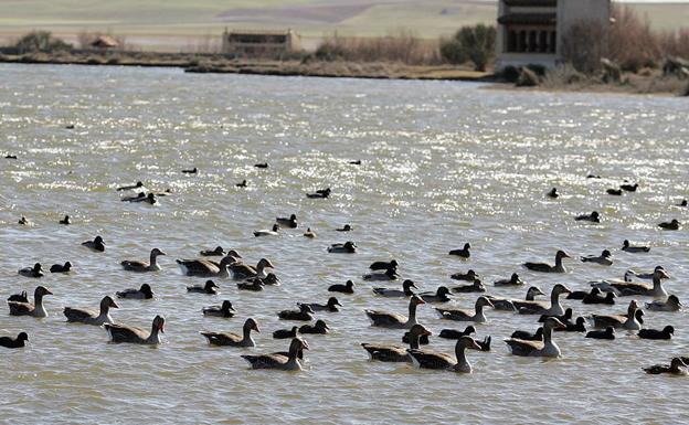 Detectan un caso de gripe aviar en un ánsar de las Lagunas de Villafáfila