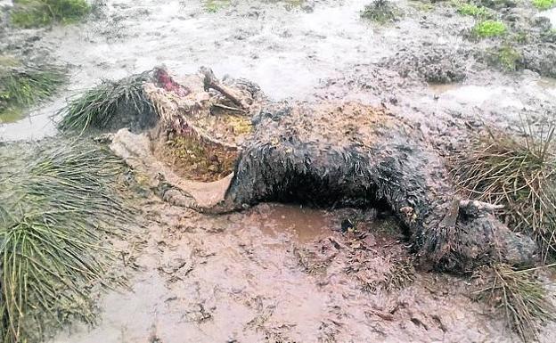 Aumentan los ataques de lobos en la provincia, avisa Unión de Campesinos