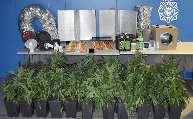 Incautada una plantación indoor de marihuana en Miranda, valorada en 22.000 euros