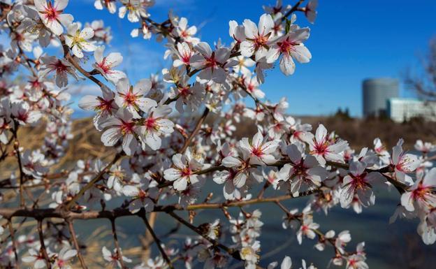 'Almendro en flor'