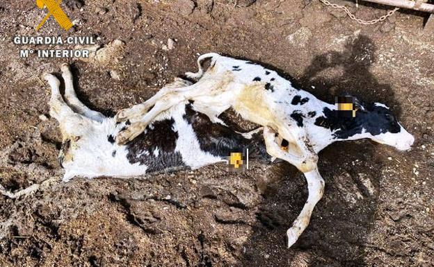 Investigan a un ganadero de Ávila tras aparecer 22 vacas muertas en su finca