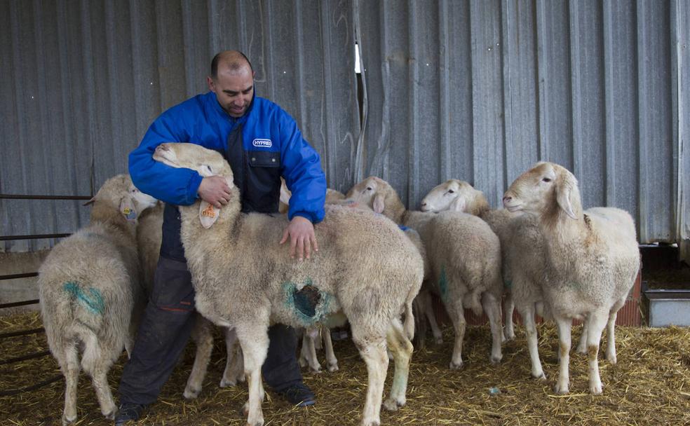Castilla y León, decepcionada por la intención del Gobierno de mantener el lobo como especie protegida