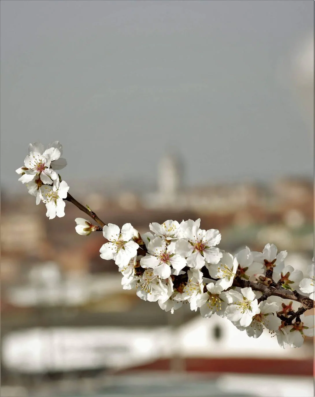 Fotos: Las imágenes de los almendros en flor enviadas por los lectores de  El Norte | El Norte de Castilla