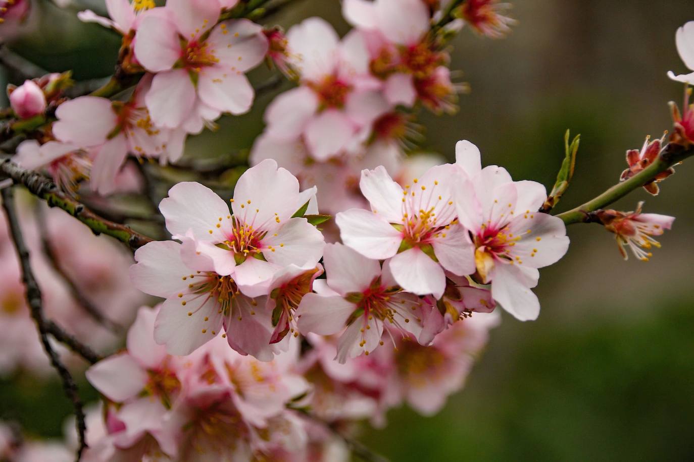 Fotos: Las imágenes de los almendros en flor enviadas por los lectores de  El Norte | El Norte de Castilla