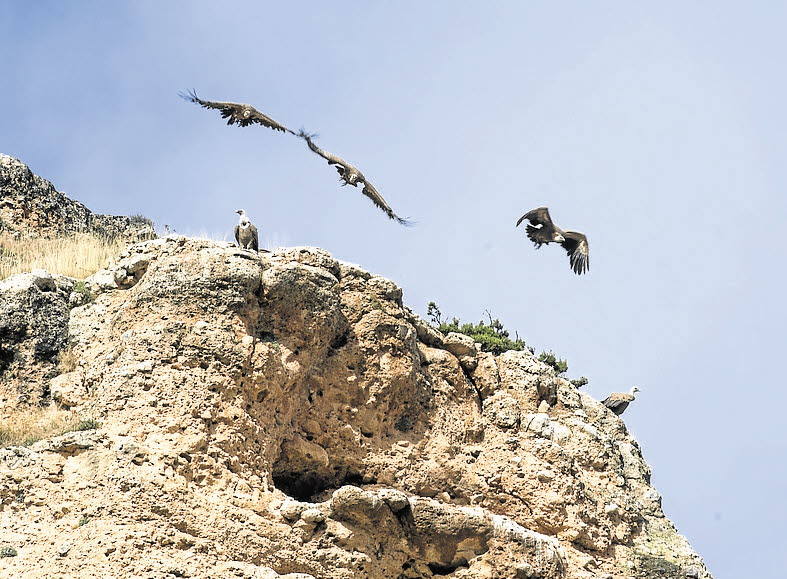 Una cámara permitirá observar en directo un nido de buitres leonados en las Hoces del Río Riaza