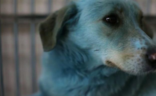 El misterio de los perros azules