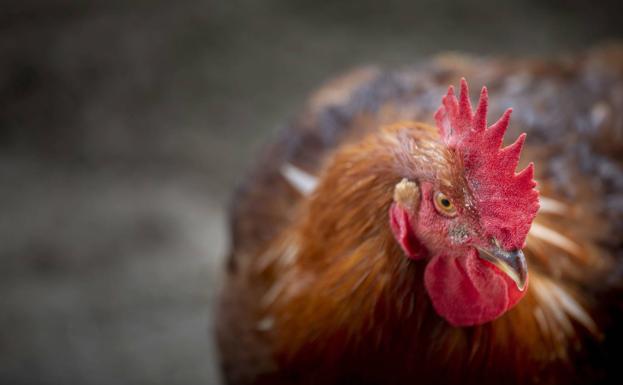 Una nueva variante de la gripe aviar, la H5N8, salta de aves a humanos