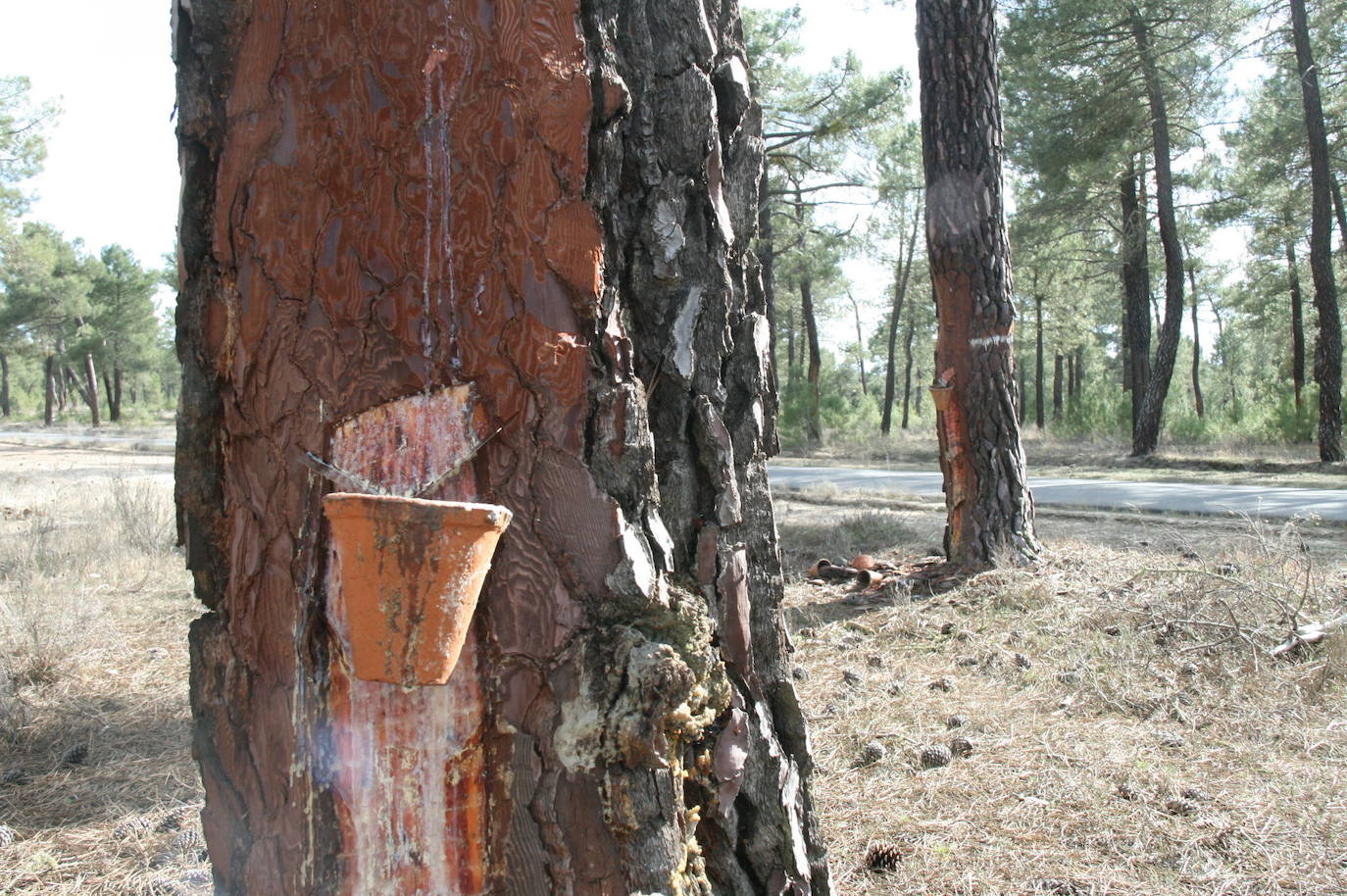 Villa y Tierra licita 30 lotes de aprovechamiento de resinas por valor de más de 174.000 euros