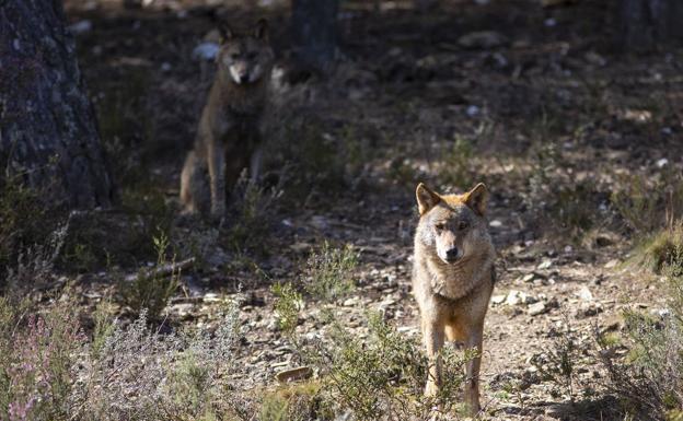 Castilla y León, Asturias, Cantabria y Galicia se unen contra la protección especial del lobo
