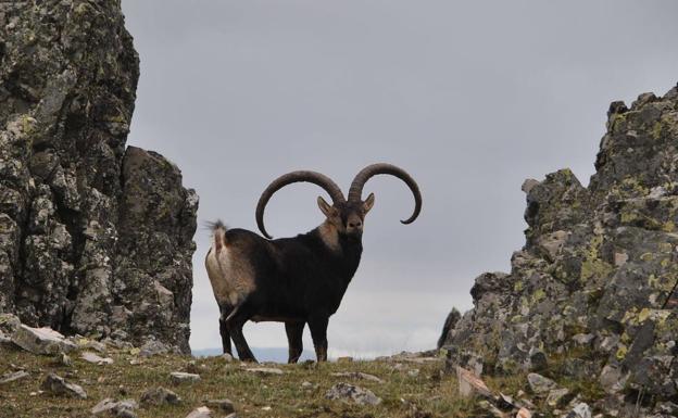 Los municipios de la reserva de caza de Las Batuecas ingresan 257.458 euros