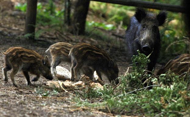 Denunciadas por irregularidades en la recogida de animales dos empresas sorianas que comercializan carne