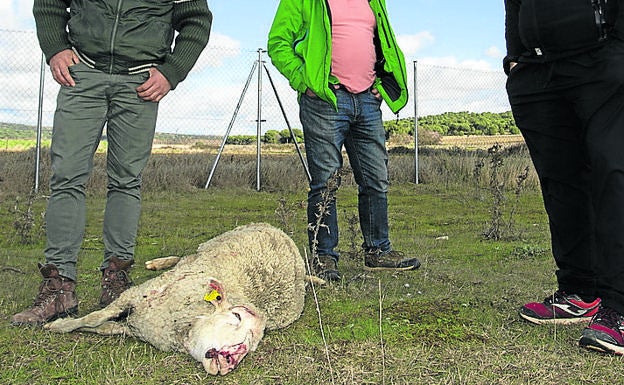 El frente contra la protección del lobo une a diez regiones y al sector agrario