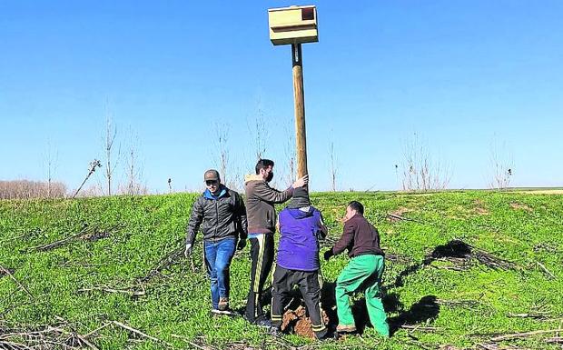 Los agricultores de Bolaños plantan cara a los topillos con cernícalos y lechuzas
