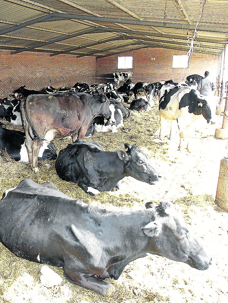 Los ganaderos de vacuno de leche caen hasta los 912 tras perder 80 en un año