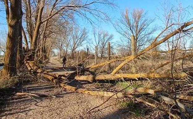 El viento derriba un árbol en Medina de Rioseco