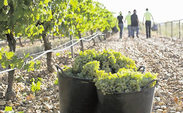 España, líder mundial en superficie de viñedo de producción ecológica