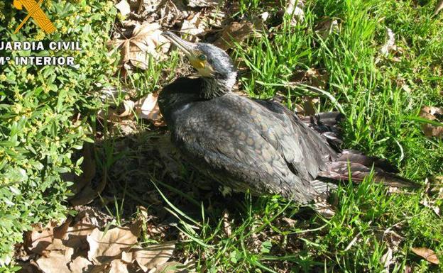 El Seprona recupera un cormorán grande herido en Valladolid