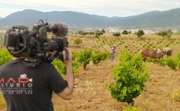 La DOP Cebreros lanza un vídeo promocionalen sus redes sociales