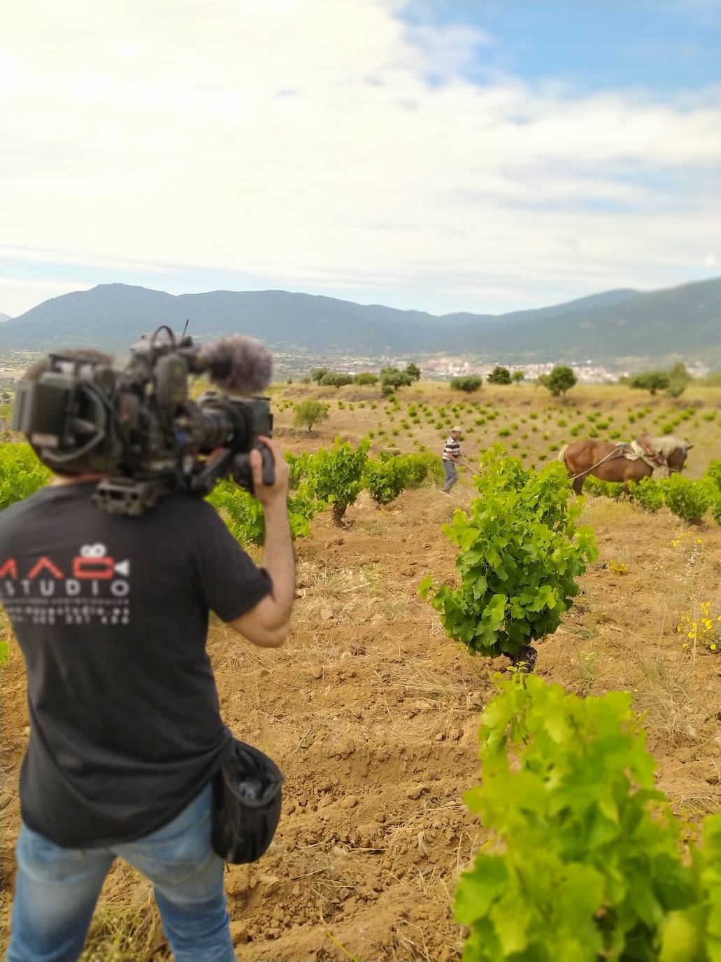 La DOP Cebreros lanza un vídeo promocionalen sus redes sociales