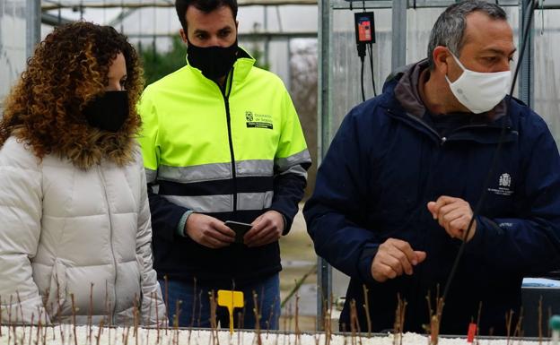 La Diputación de Segovia entrega mil olmos resistentes a la grafiosis a 115 municipios