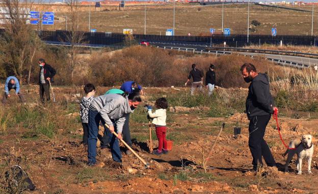 La plantación de cincuenta encinas conmemora en Segovia el Día Mundial del Árbol