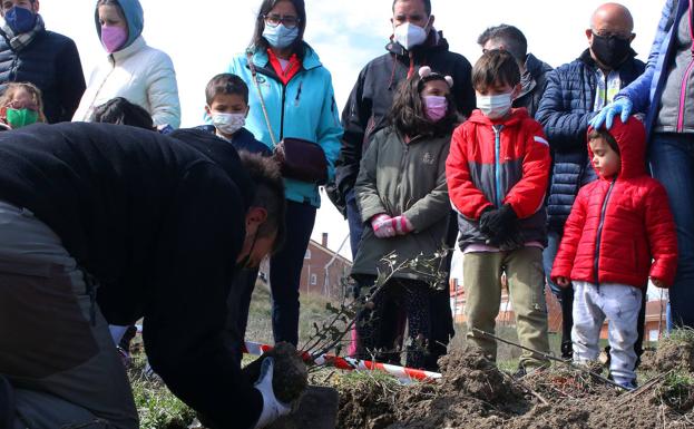 El Plan Director del Arbolado de Segovia concretará su valor ambiental y económico