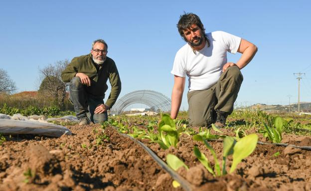 Recuperadas 25 variedades de lechuga autóctona de Valladolid