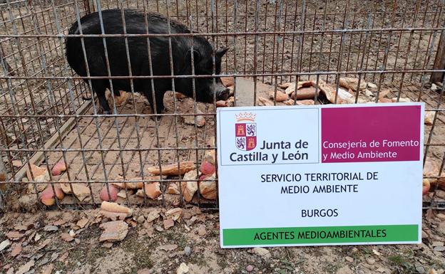 Capturado un cerdo vietnamita en Aranda de Duero