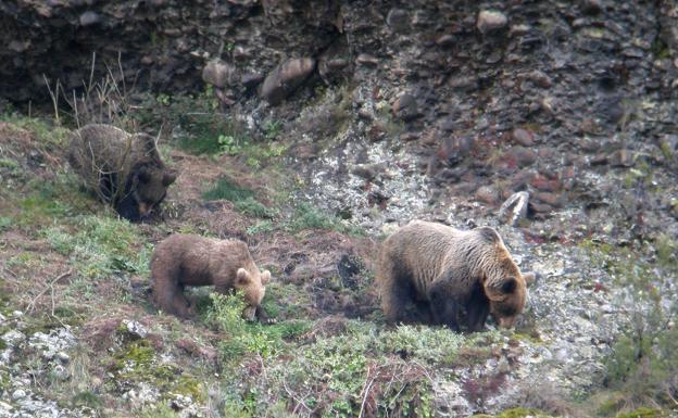 Ecologistas pide que declaren responsables de Medio Ambiente de Palencia por la osa muerta en una cacería