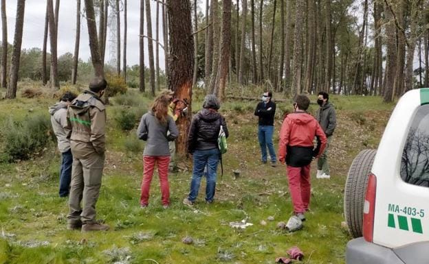 Diputación de Salamanca y Cesefor señalan la gestión del pino resinero como «un recurso forestal estratégico»