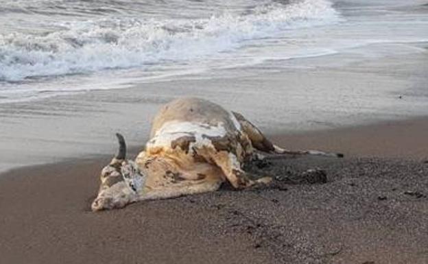 Encuentran el cadáver de una vaca en una playa de Murcia