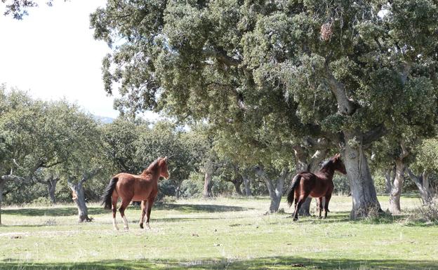 Un congreso de la propiedad para dar un futuro a nuestros bosques