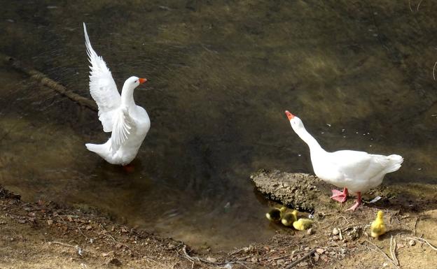 ¿Están desapareciendo las ocas y los patos del Pisuerga en Valladolid?
