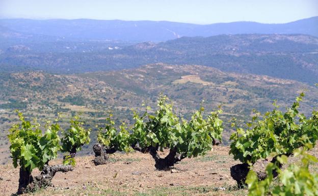 El Concurso Garnachas del Mundo 2021 adapta su agenda y convoca la etapa en Cebreros el 10 de mayo