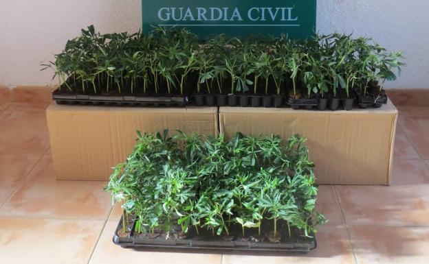 La Guardia Civil detiene a dos personas que llevaban 304 plantas de marihuana en su vehículo