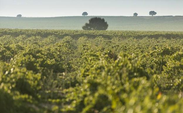 Bodega Cuatro Rayas engrosa su medallero en Japón y Reino Unido