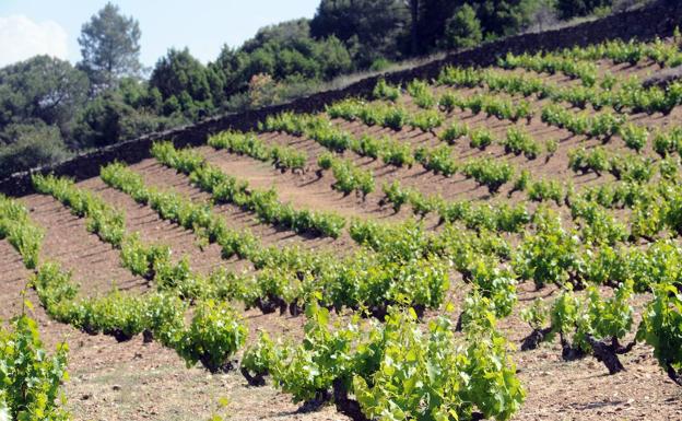 El concurso Garnachas del Mundo ha recibido 800 vinos a una semana del cierre del plazo de inscripción