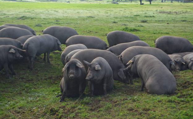 El 59% del cerdo ibérico de bellota de España se sacrifica en Castilla y León