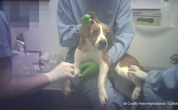 Acusan de crueldad hacia los animales a un laboratorio de biotecnológica de Madrid