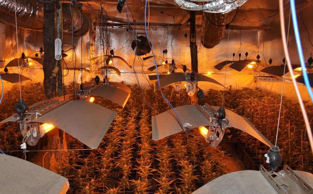 Desmantelan una plantación de marihuana en Béjar con 525 plantas y detienen a cuatro personas
