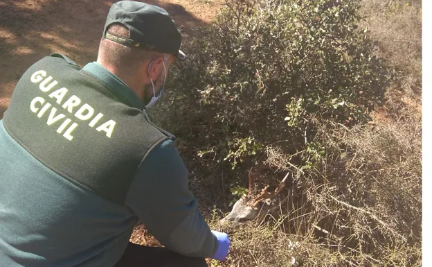 La Guardia Civil investiga a una persona por un delito de caza en Barcones