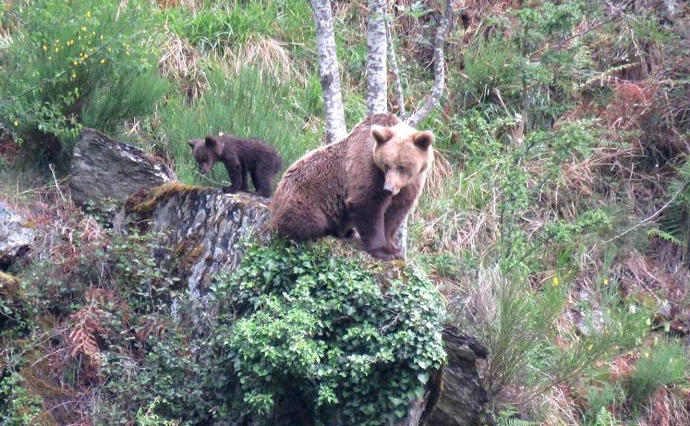 El despertar del oso