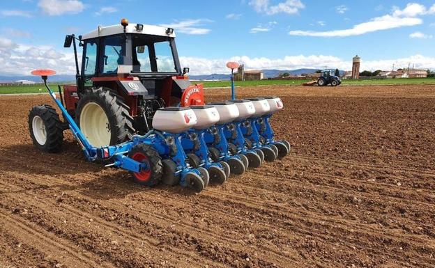 Primera siembra del garbanzo de Labajos con el sello de marca colectiva