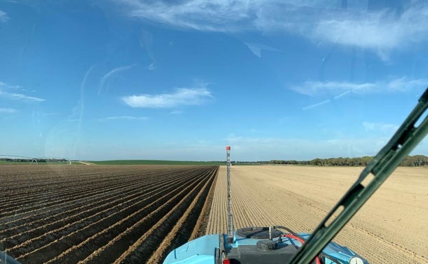 Los agricultores amplían variedad de patata pero siembran un 8% menos
