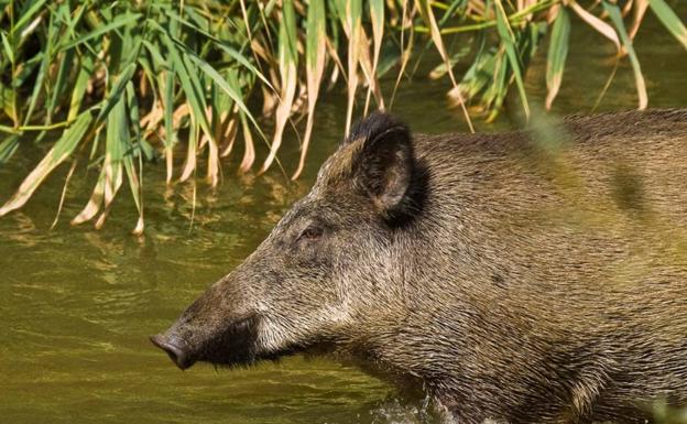 La superpoblación de jabalíes pone en peligro la fauna de los humedales